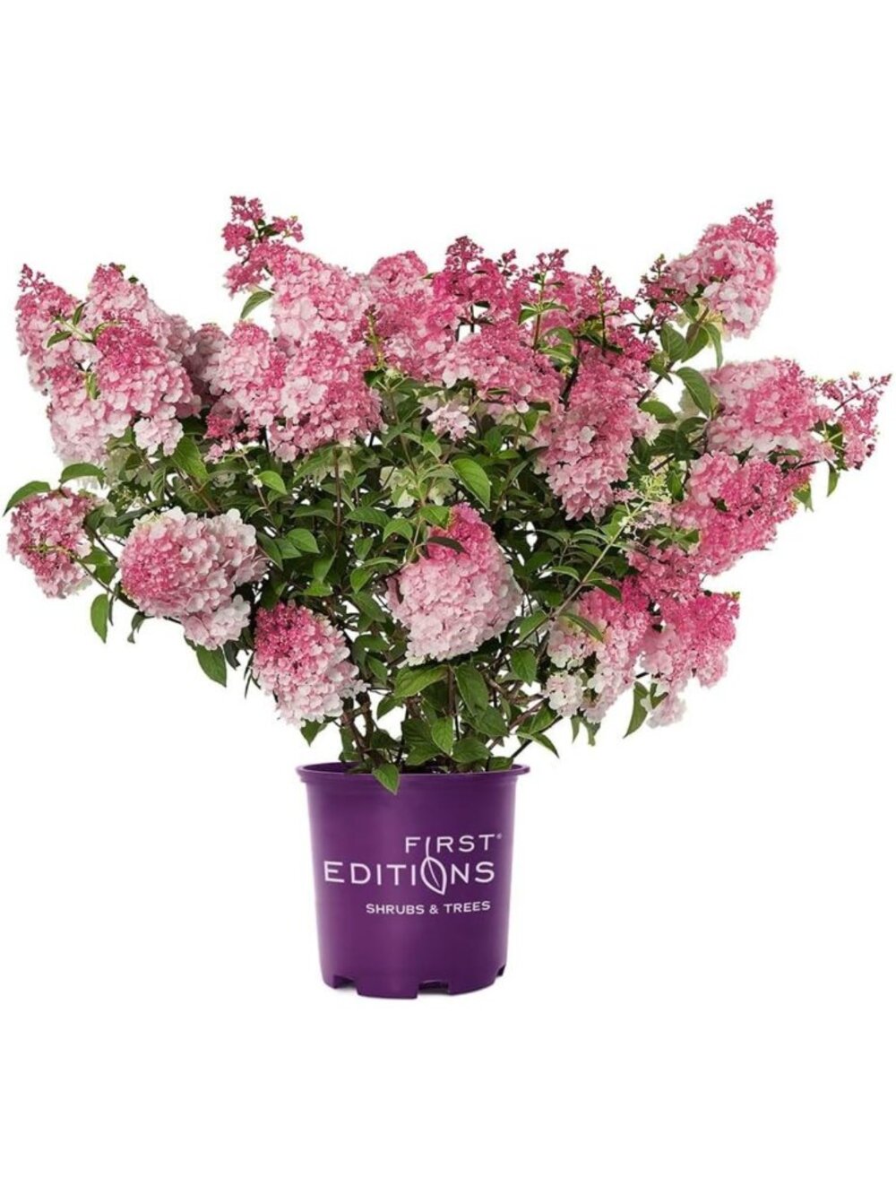 2 Gal. Spring Sizzle Hydrangea Shrub - Vibrant Blooms, Easy Care, Perfect for